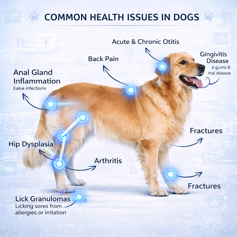 Dog Laser Therapy Device